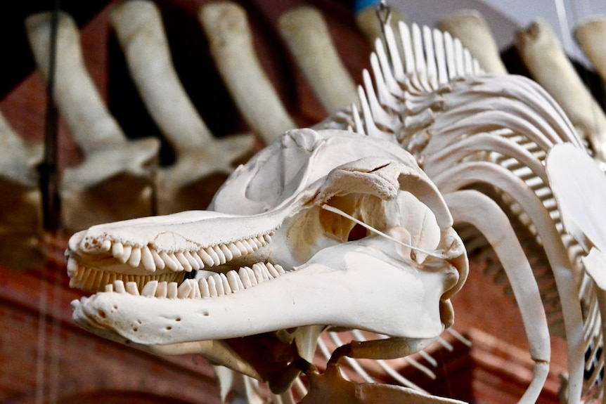 A skeleton of a dolphin in front of a whale skeleton