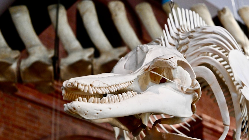 The skeletons of a dolphin and a whale sitting in a museum.