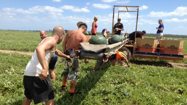 Watermelon picking