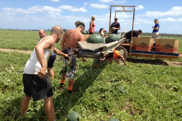 Watermelon picking