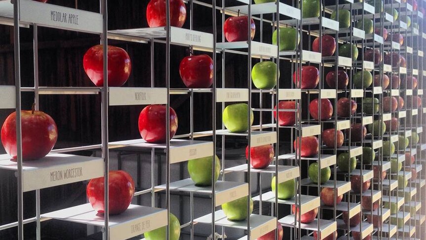 Display concept by Futago at Willie Smith's Apple Museum, Huon Valley, Tasmania.