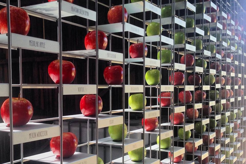 Display concept by Futago at Willie Smith's Apple Museum, Huon Valley, Tasmania.