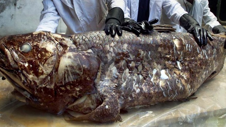 A rare coelacanth was netted off Sulawesi  (File photo)