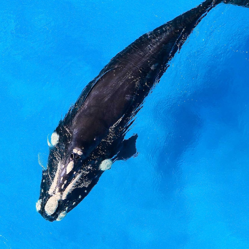 An aerial shot of a whale.