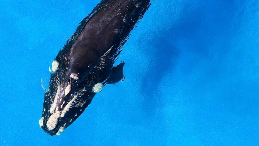 An aerial shot of a whale.