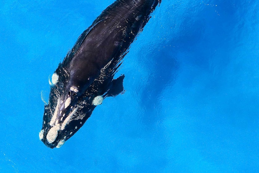 An aerial shot of a whale.