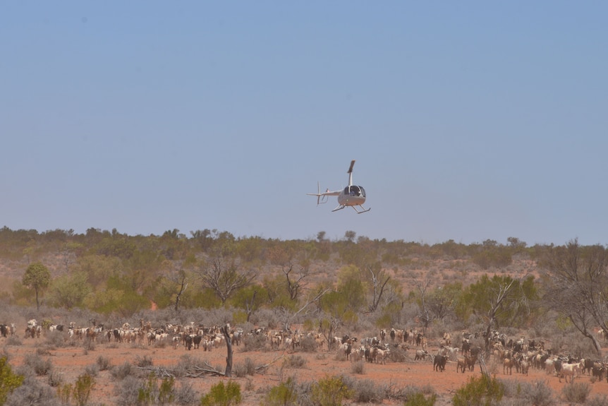 Helicopter flies over herd of feral goats.