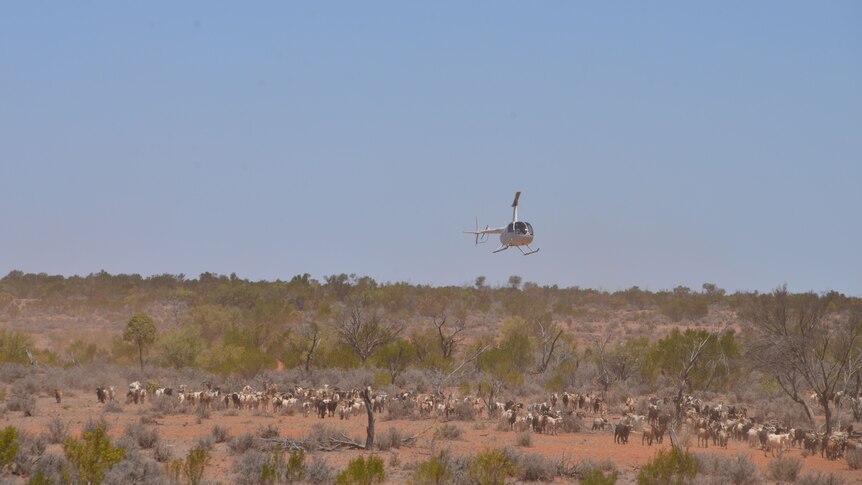 Helicopter flies over herd of feral goats.