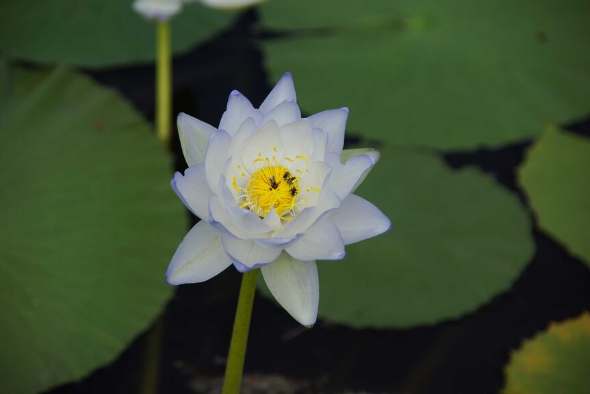 A close up of a water lily