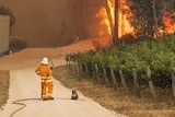 A CFS firefighter stands next to a koala.