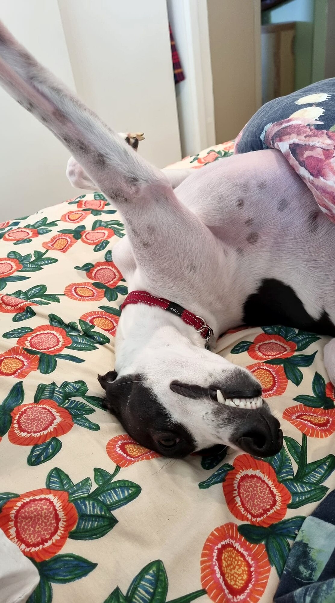 A black and white whippet lies upside down on a bed with his eyes open
