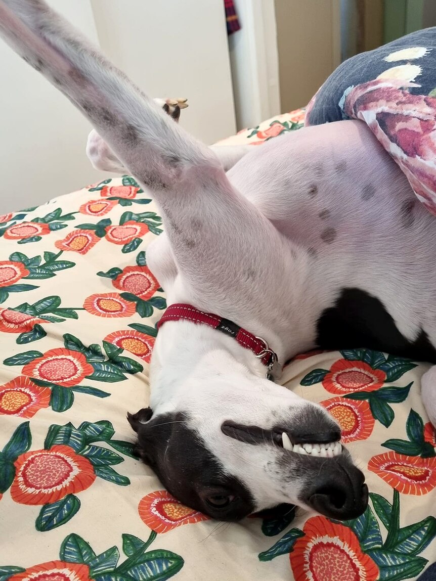 A black and white whippet lies upside down on a bed with his eyes open