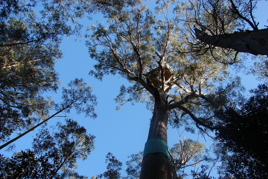 Tree-sit occupied by forest activist Miranda Gibson in southern Tasmania