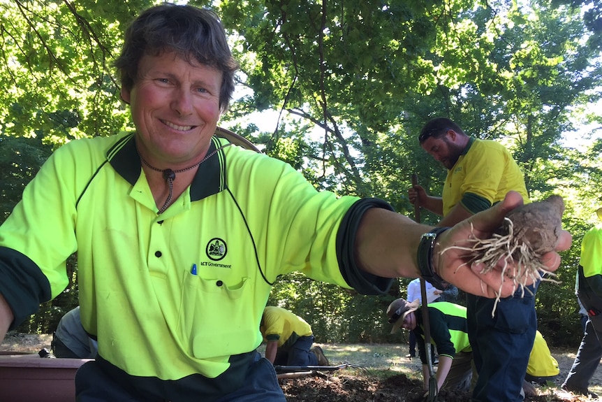 Floriade head gardener Andrew Forster digging up historic daffodils