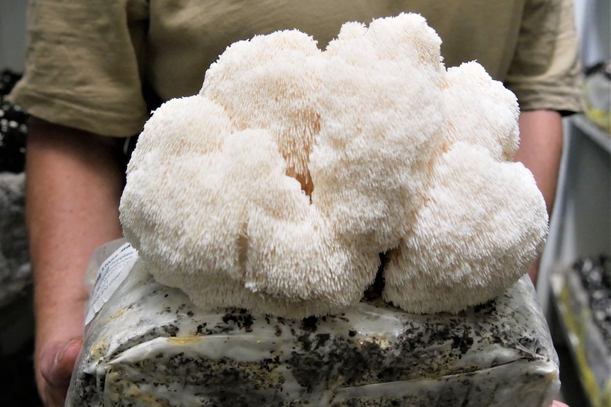 A large white mushrooms shaped like a cloud grows from a plastic soil filled bag. It's made up of tiny white filaments