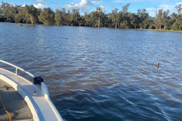 The top of a fence sticks out from floodwater on a farm near Lake Cargelligo. 