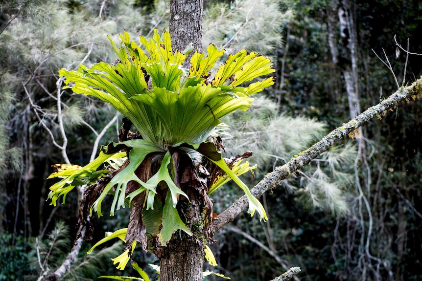 A large green stag plant is suspended on a tree.