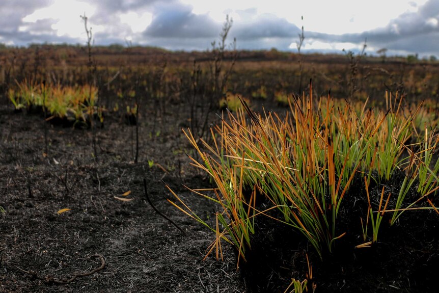 Burnt shrubs.