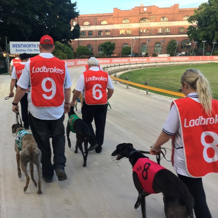 The back view of people leading greyhounds on a track.