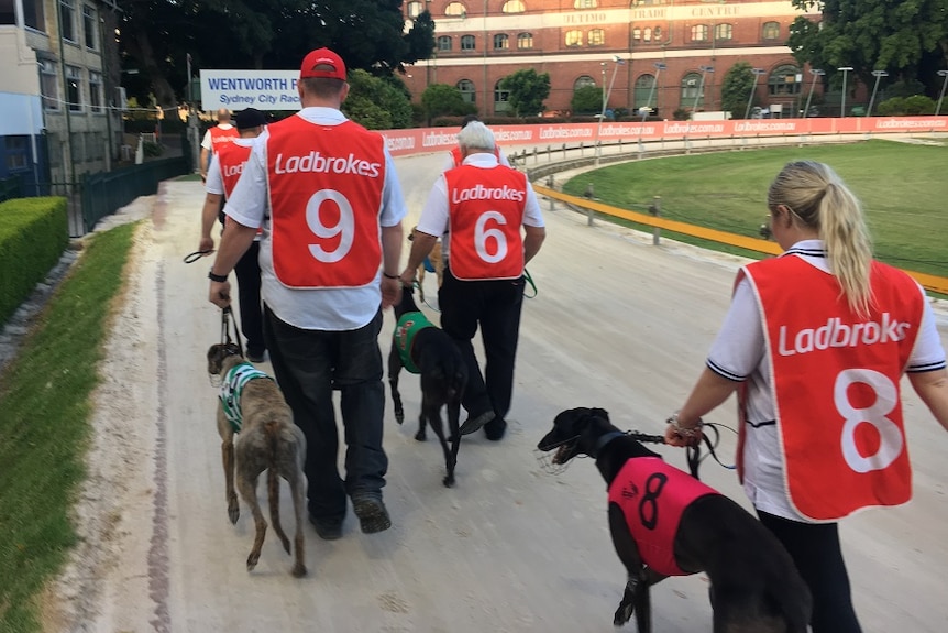 The back view of people leading greyhounds on a track.