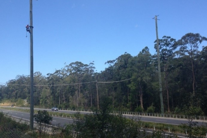 A tree climber sets up a camera on one of the 25 metre high glide poles installed on the Oxley Highway at Port Macquarie.