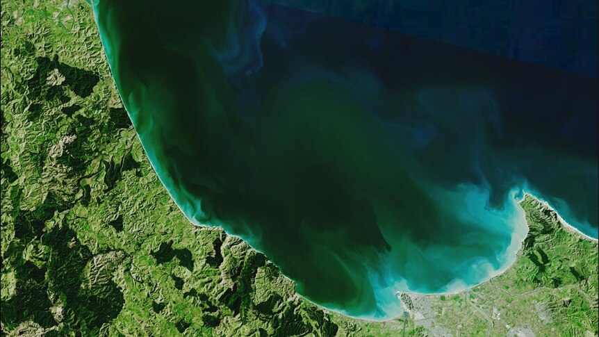 An example of Algal bloom in Hawke Bay, New Zealand