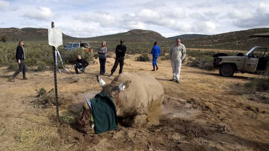 Authorities help rhino after attack by poachers