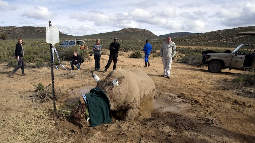 Authorities help rhino after attack by poachers