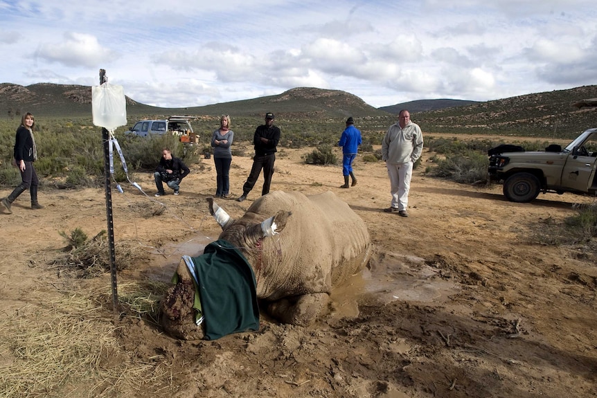 WWF estimates three rhinos are poached every day for their horns in South Africa.
