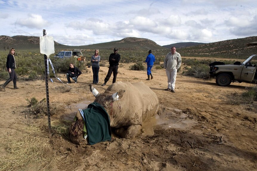 Authorities help rhino after attack by poachers