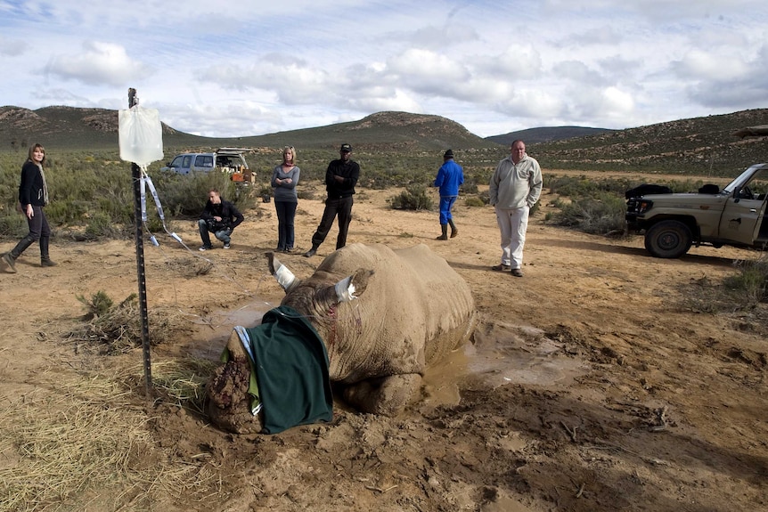 Authorities help rhino after attack by poachers