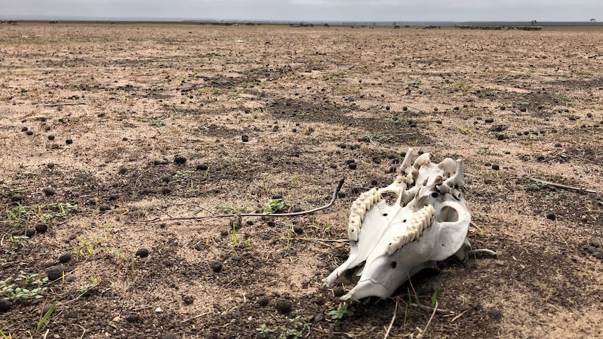 sheep skull in paddock