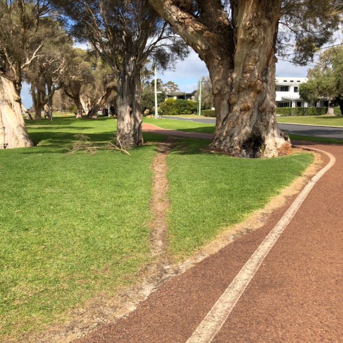 A path going through lawn between two large gum tree trunks.