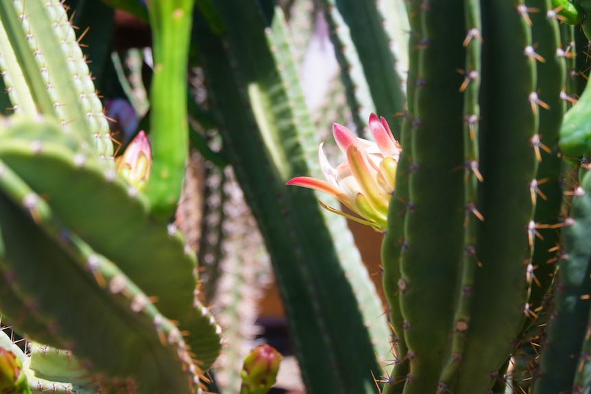 A pink cactus flower 