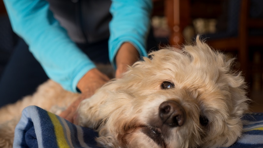 Barley finds his doggy bliss.