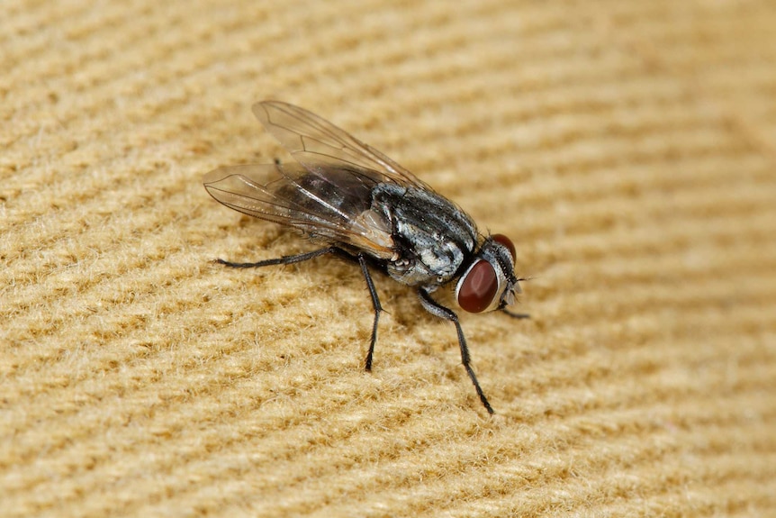 Flies explore their world using their feet.