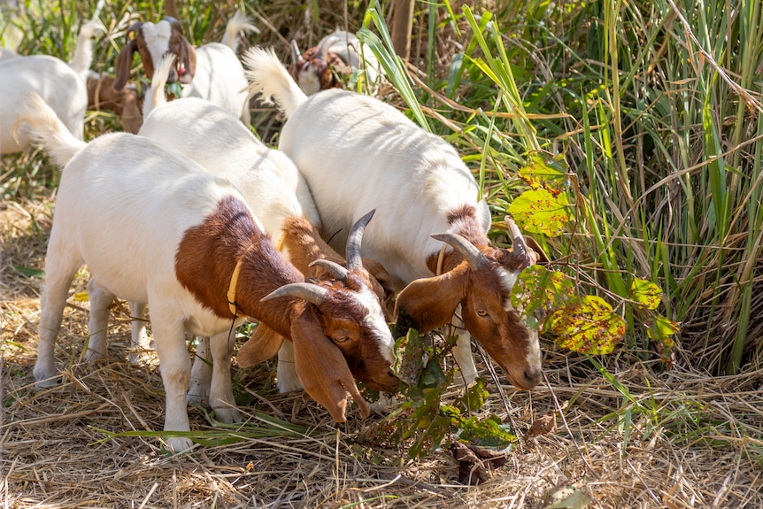 Goats munching on grass.