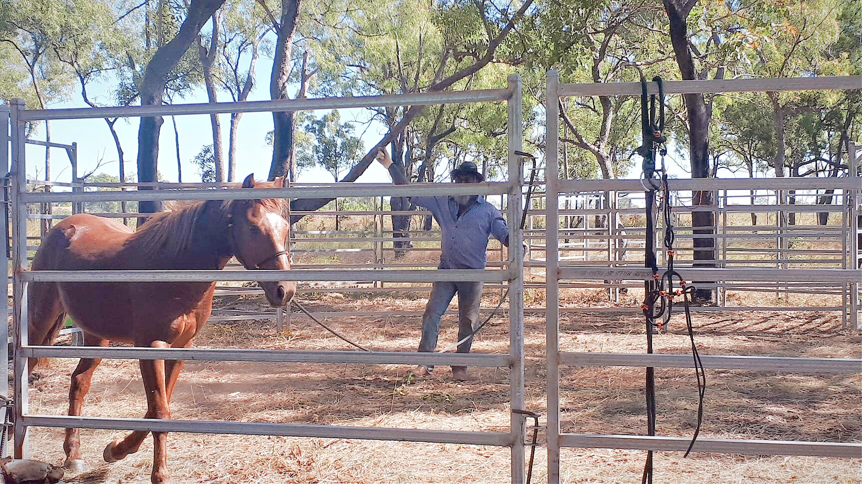 Mornington Island's brumby solution is opening doors for young people
