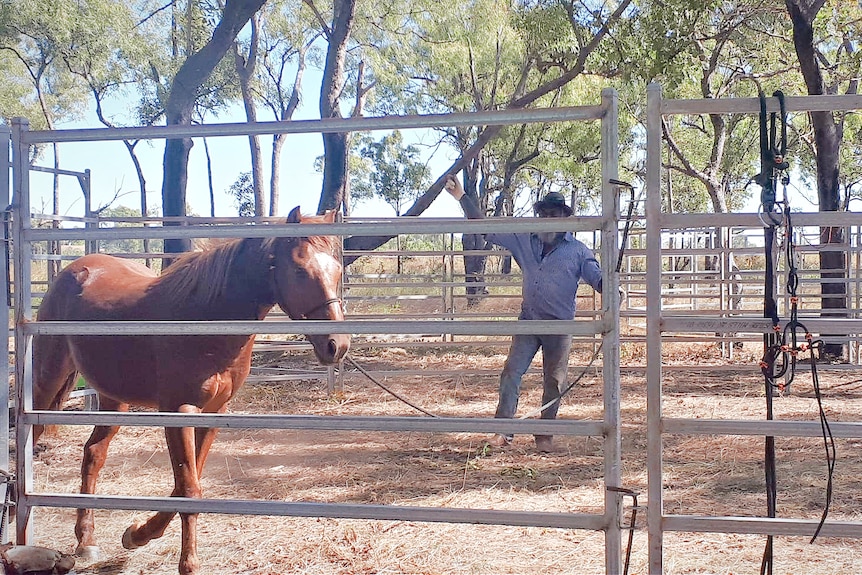 A man trains a horse in a pen amid a bush setting