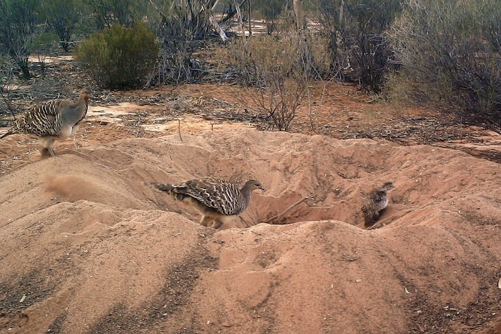 Rare Mallee Fowls on dirt nest with newly hatched chick.