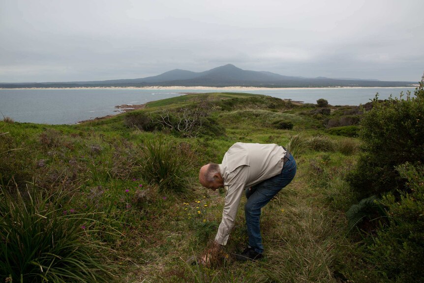 Tony Symes bends over, framed by the island's coastline and the rugged bush of the mainland beyond.