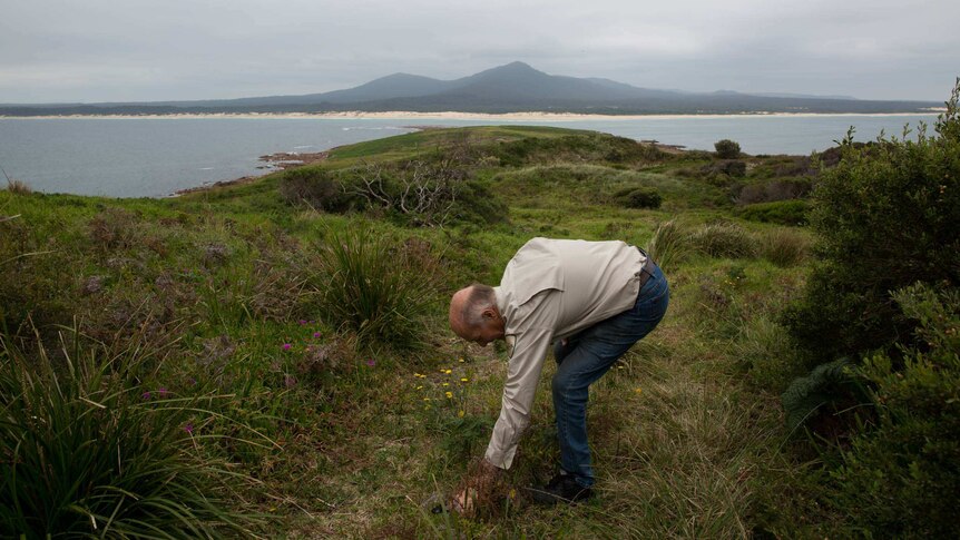 Tony Symes bends over, framed by the island's coastline and the rugged bush of the mainland beyond.