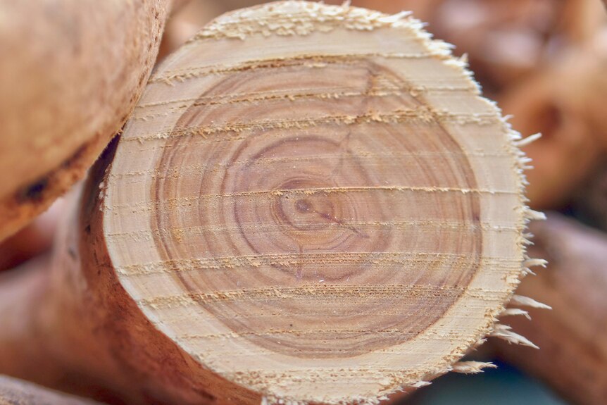 A piece of cut sandalwood showing the heartwood in its centre.