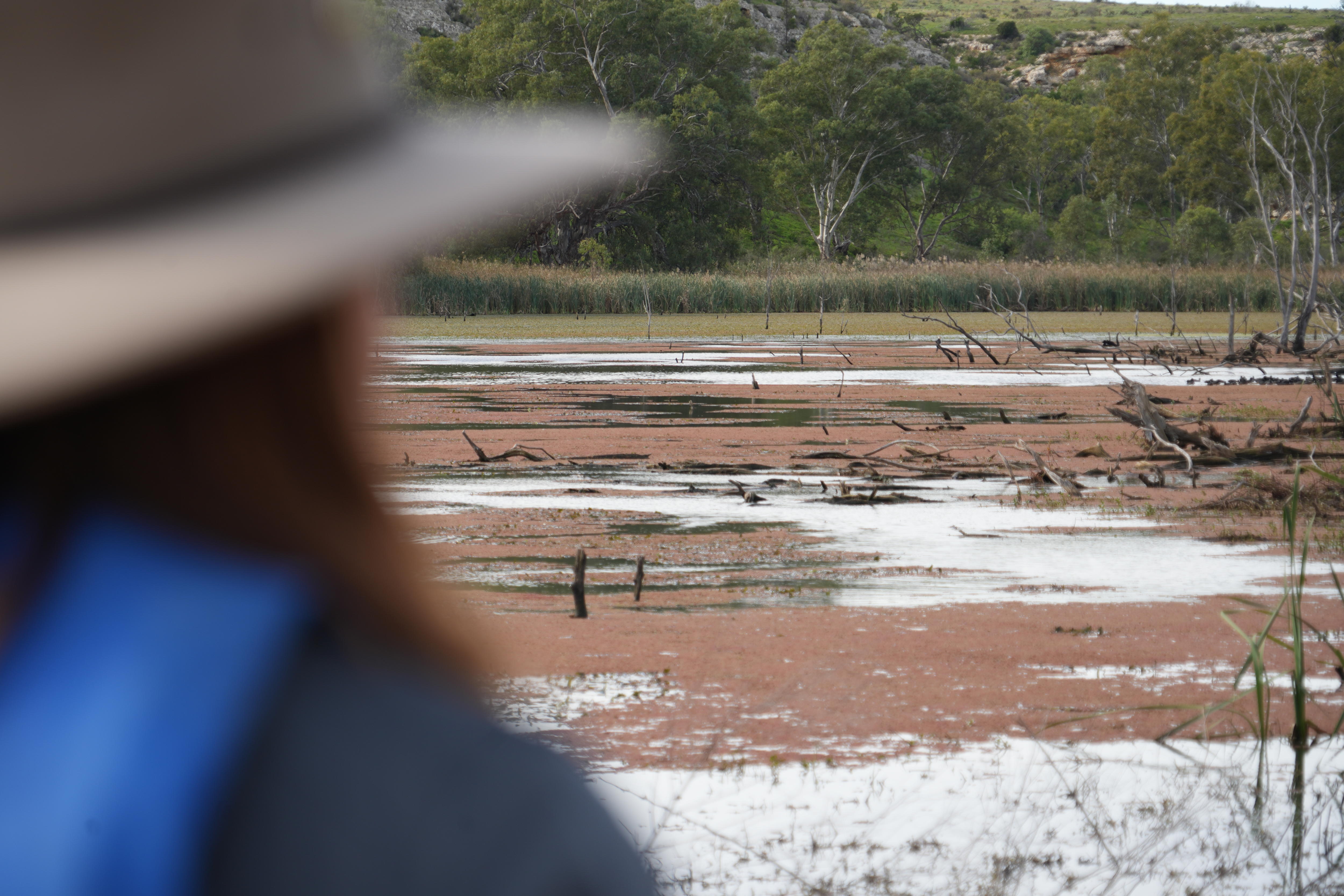 A blurred foreground of a person looking out over Teal flat wetland teeming with vegetation.