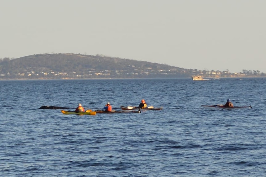 Kayakers close to a whale in Hobart's River Derwent.