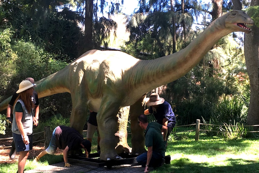 Perth Zoo Apatosaurus