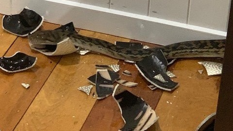 A large python slithers amid the broken fragments of a vase on a timber floor. 