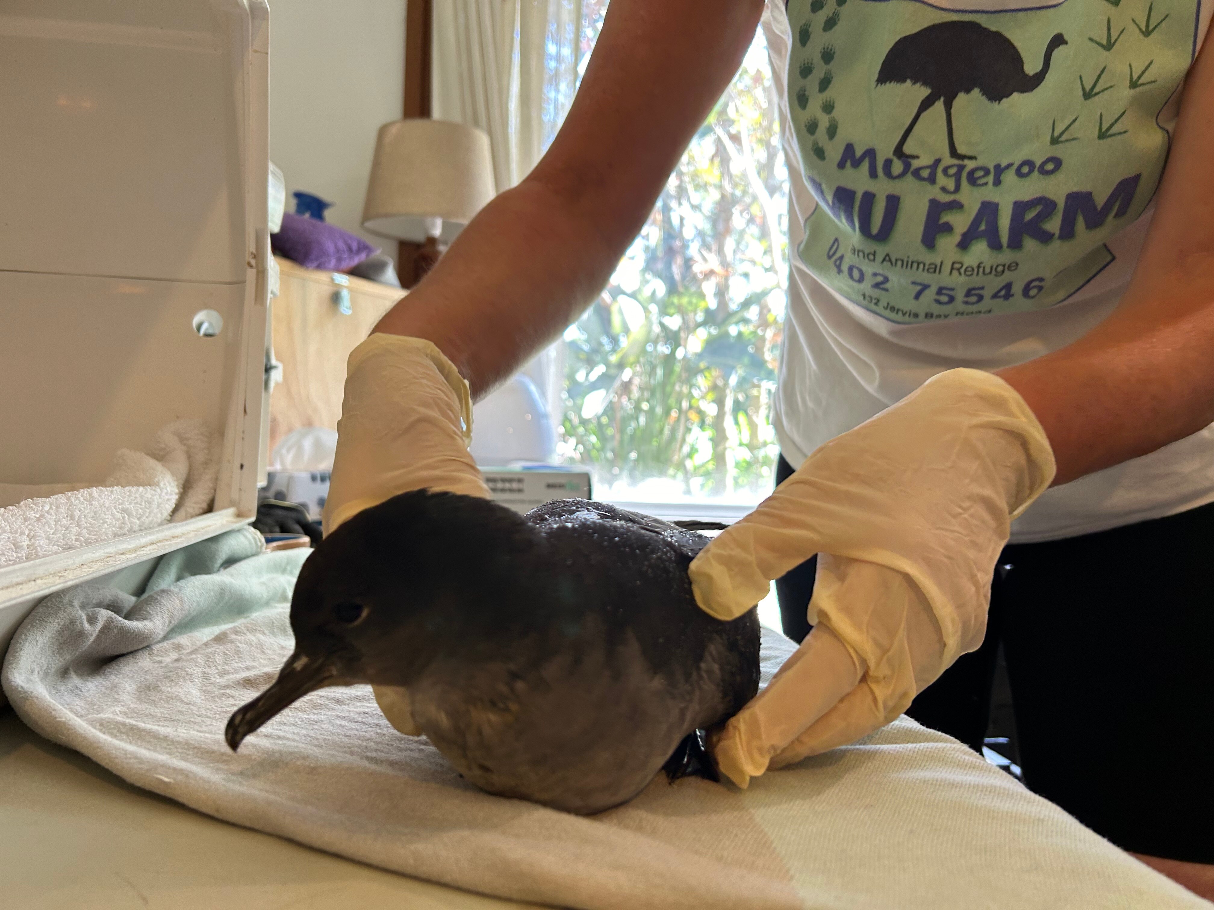 shearwater bird and person with gloves