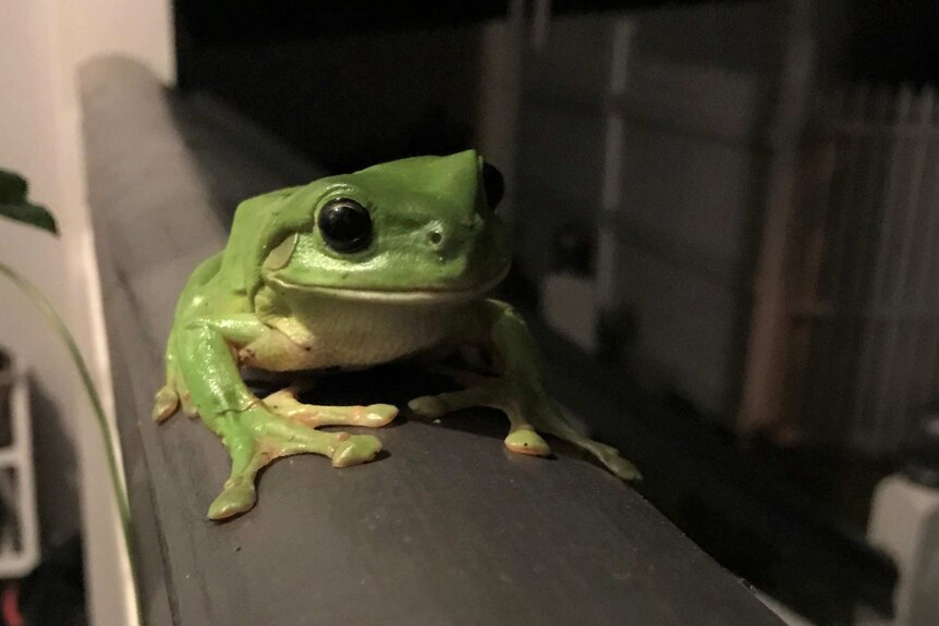 A green tree frog its on a railing of a veranda in Brisbane.