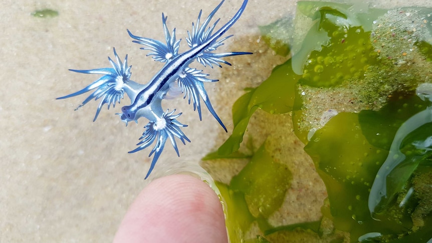 A blue nudibranch, next to a human finger tip.